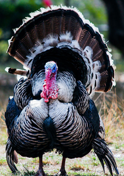 Turkey Spiel